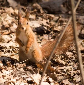 Red squirrel Stock Photos
