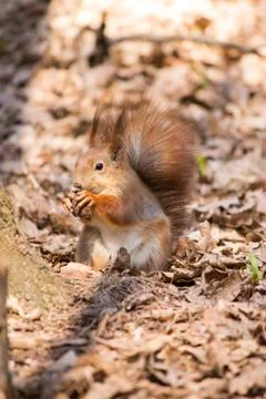 Red squirrel Stock Photos