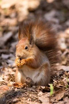 Red squirrel Stock Photos