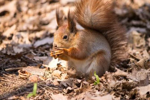 Red squirrel Stock Photos