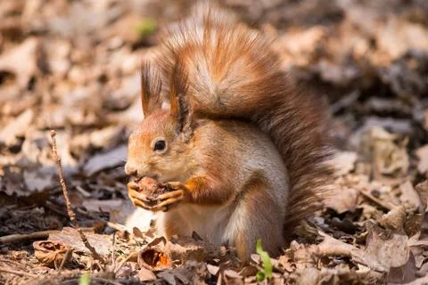 Red squirrel Stock Photos