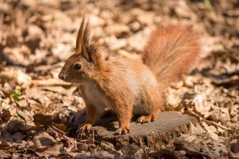 Red squirrel Stock Photos