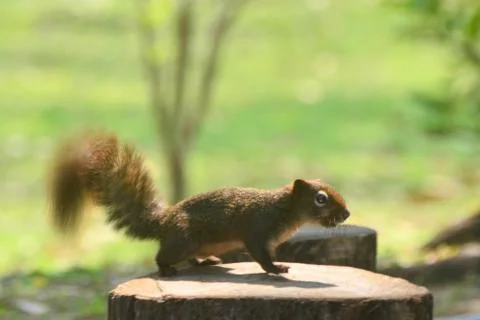 Red Squirrel Stock Photos