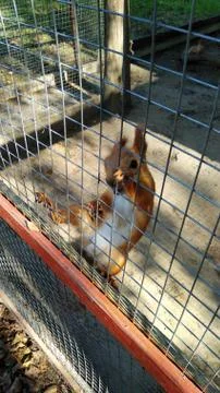 Red squirrel Stock Photos