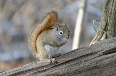 Red Squirrel 写真素材