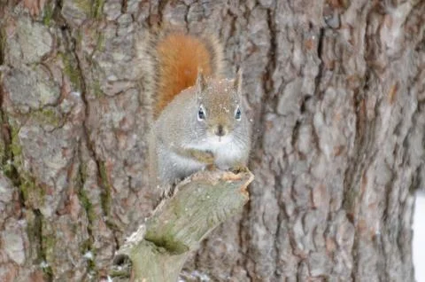 Red Squirrel Фото