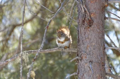 Red Squirrel 스톡 사진