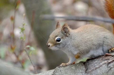 Red Squirrel Foto stock