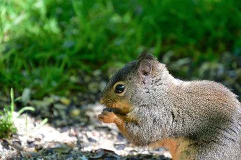 Red squirrel Stock Photos