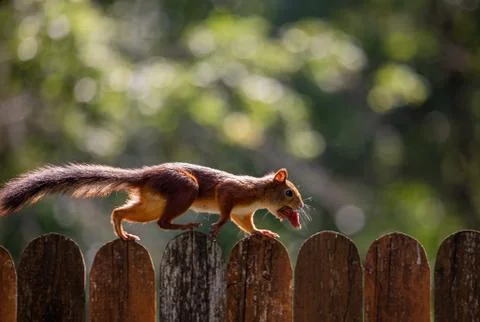 Red squirrel Stock Photos