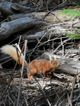Red Squirrel Fotos Stock
