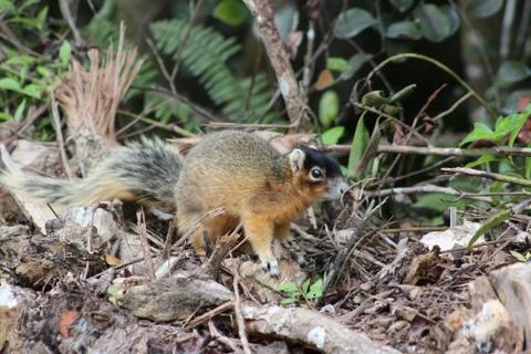 Red squirrel Stock Photos