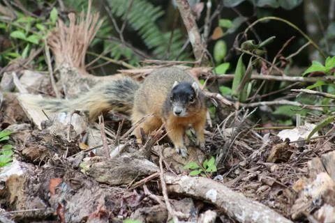 Red squirrel Stock Photos