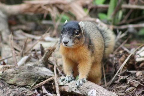 Red squirrel Stock Photos