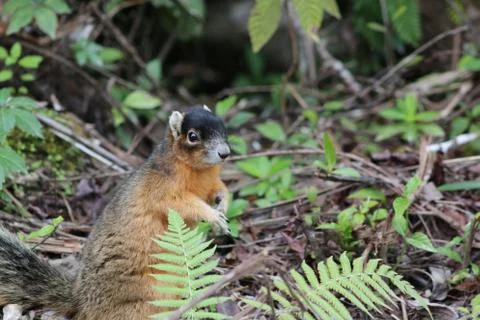 Red squirrel Stock Photos