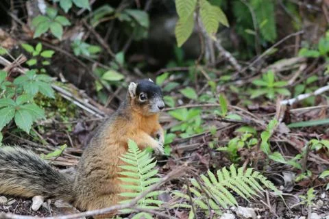Red squirrel Foto stock