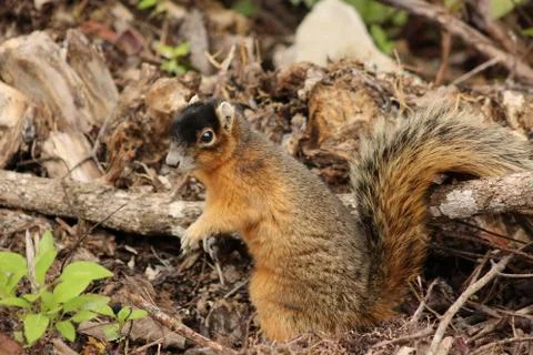 Red squirrel Foto stock