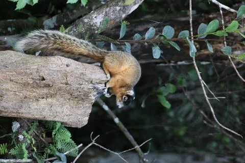 Red squirrel Stock Photos