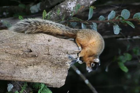 Red squirrel Stock Photos