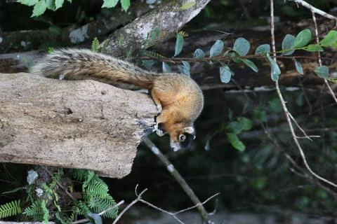 Red squirrel Stock Photos