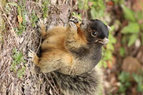 Red squirrel Stock Photos