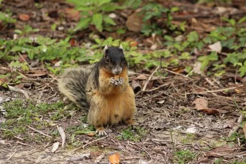 Red squirrel Stock Photos
