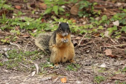 Red squirrel Stock Photos