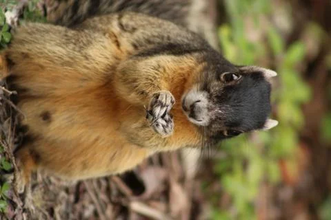 Red squirrel Stock Photos