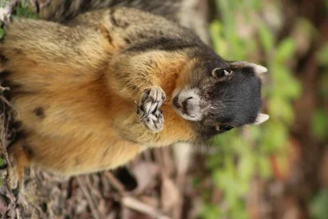 Red squirrel Stock Photos