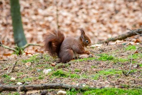 A Red Squirrel Stock Photos