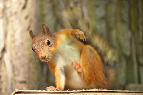 Red squirrel Stock Photos