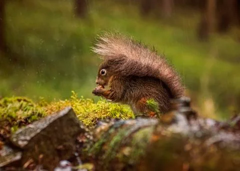 Red Squirrel Stock Photos