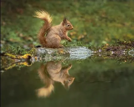 Red Squirrel Stock Photos