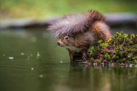 Red Squirrel Stock Photos