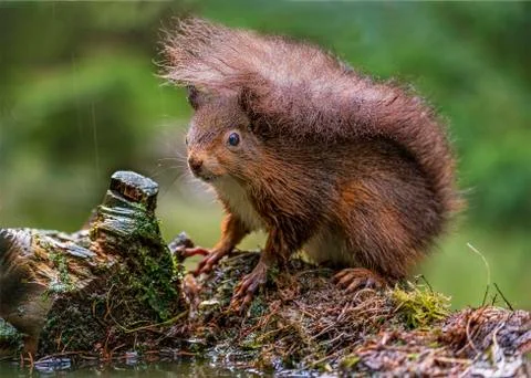 Red Squirrel Stock Photos