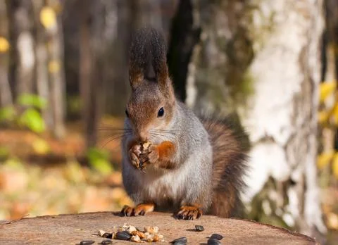 Red squirrel Stock Photos