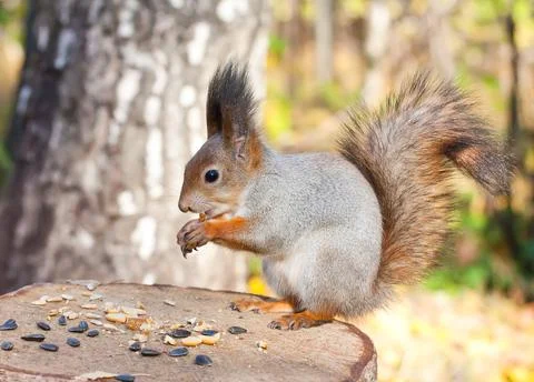 Red squirrel Stock Photos