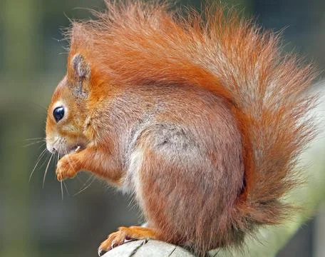 Red Squirrel Stock Photos