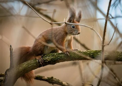 Red  squirrel Stock-Fotos