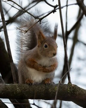 Red Squirrel 스톡 사진