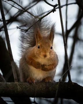 Red Squirrel 스톡 사진