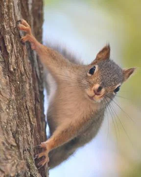 Red Squirrel Stock Photos