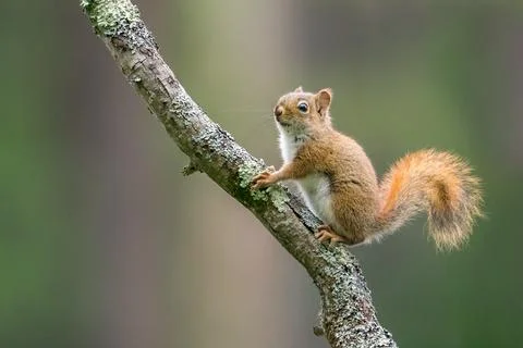 Red Squirrel Stock Photos