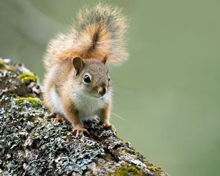 Red Squirrel Stock Photos
