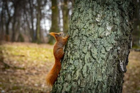 Red squirrel. Stock Photos