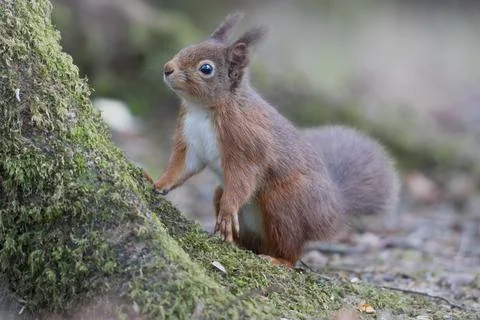 Red Squirrel Foto stock