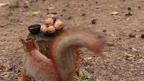 The red squirrel picks up a nut from a plate. Video stock 153839525