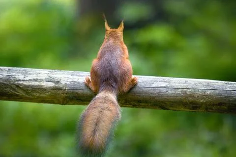 Red squirrel picks up seeds on path in Park Fotos Stock