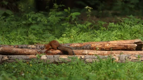 Red squirrel on a pile of logs Stock Footage 106173306