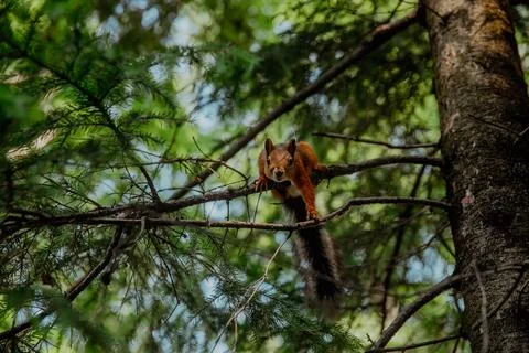 Red squirrel on pine branches Stock Photos